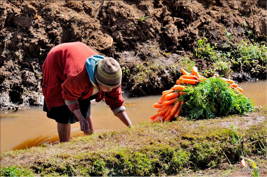 La richesse des terres entre Antsirabe et Antananarivo concentre d'importantes cultures maraîchères. (7)