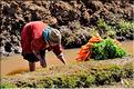 La richesse des terres entre Antsirabe et Antananarivo concentre d'importantes cultures maraîchères. (7)