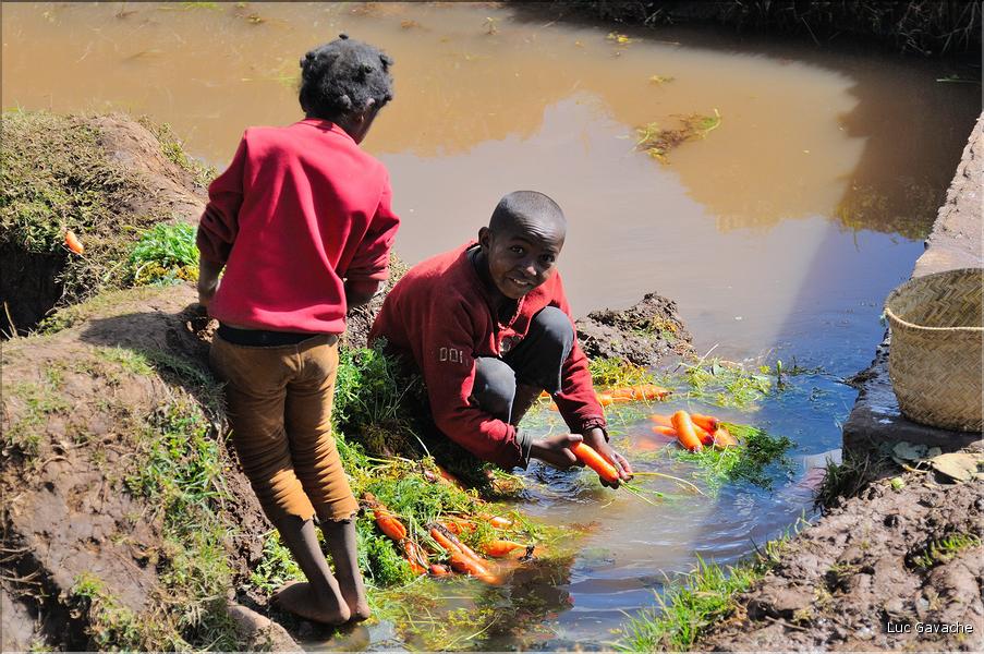 La richesse des terres entre Antsirabe et Antananarivo concentre d'importantes cultures maraîchères. (8)