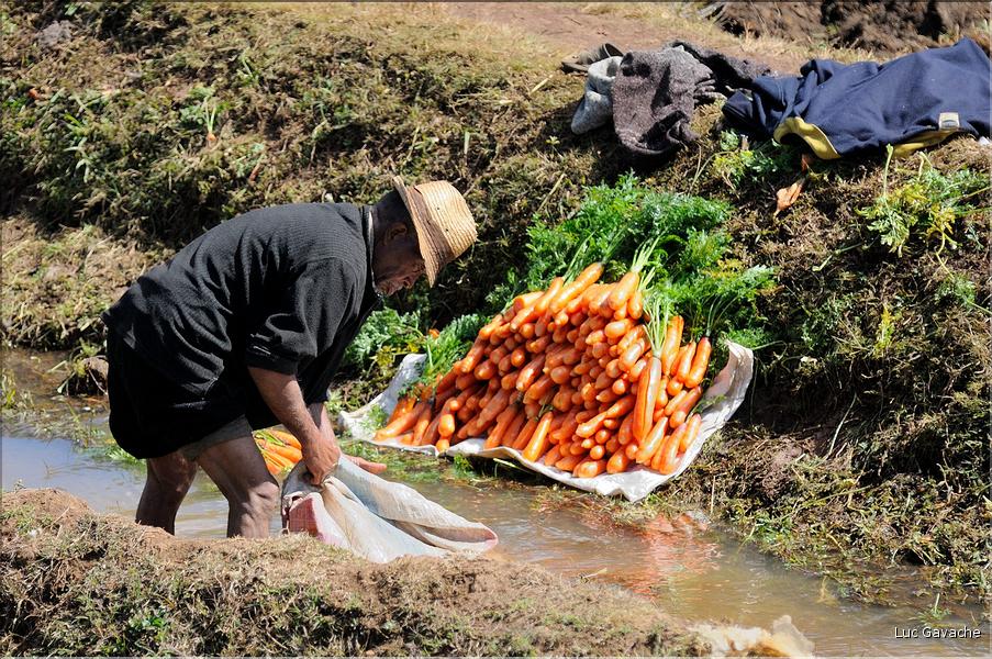 La richesse des terres entre Antsirabe et Antananarivo concentre d'importantes cultures maraîchères. (9)