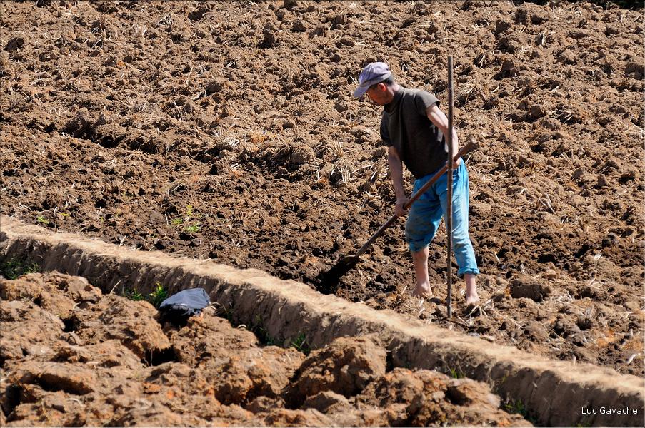 La richesse des terres entre Antsirabe et Antananarivo concentre d'importantes cultures maraîchères. (10)