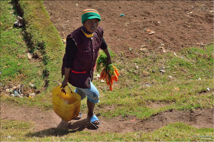 La richesse des terres entre Antsirabe et Antananarivo concentre d'importantes cultures maraîchères. (11)