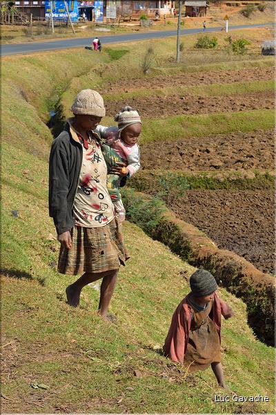La richesse des terres entre Antsirabe et Antananarivo concentre d'importantes cultures maraîchères. (15)