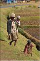La richesse des terres entre Antsirabe et Antananarivo concentre d'importantes cultures maraîchères. (15)