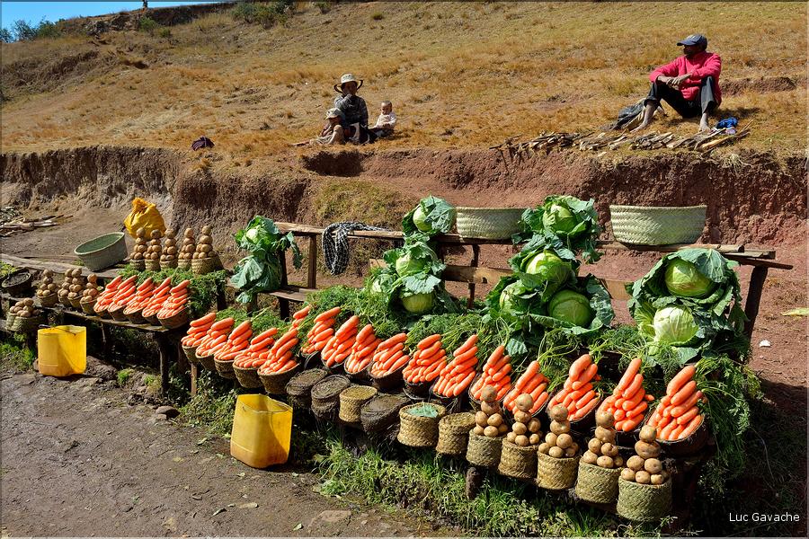 La richesse des terres entre Antsirabe et Antananarivo concentre d'importantes cultures maraîchères. (16)