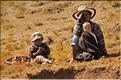 La richesse des terres entre Antsirabe et Antananarivo concentre d'importantes cultures maraîchères. (24)