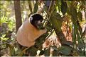 Le sifaka couronné (propithèque) au lémur's park. (1)