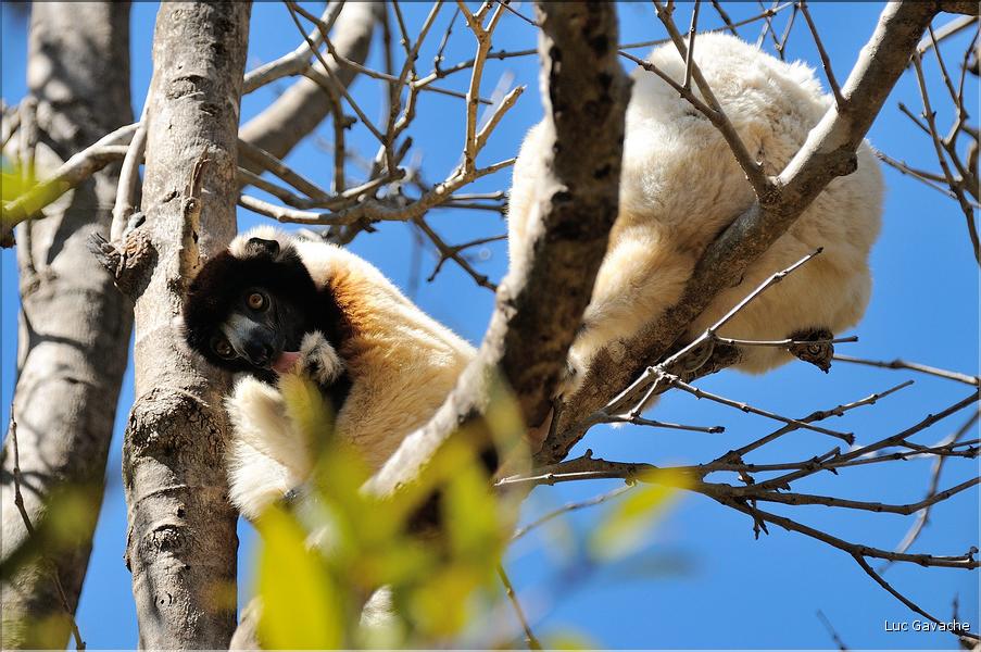 Le sifaka couronné (propithèque) au lémur's park. (2)