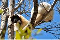 Le sifaka couronné (propithèque) au lémur's park. (2)