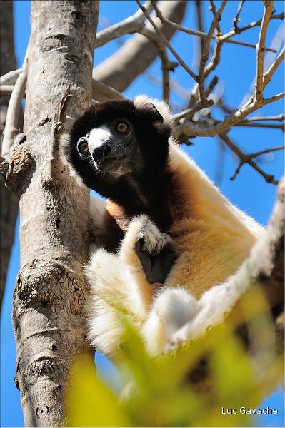Le sifaka couronné (propithèque) au lémur's park. (3)