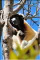 Le sifaka couronné (propithèque) au lémur's park. (3)