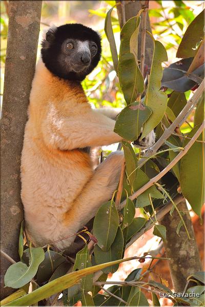 Le sifaka couronné (propithèque) au lémur's park. (4)