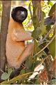 Le sifaka couronné (propithèque) au lémur's park. (4)