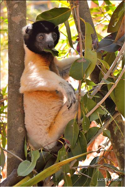 Le sifaka couronné (propithèque) au lémur's park. (5)
