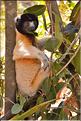 Le sifaka couronné (propithèque) au lémur's park. (5)