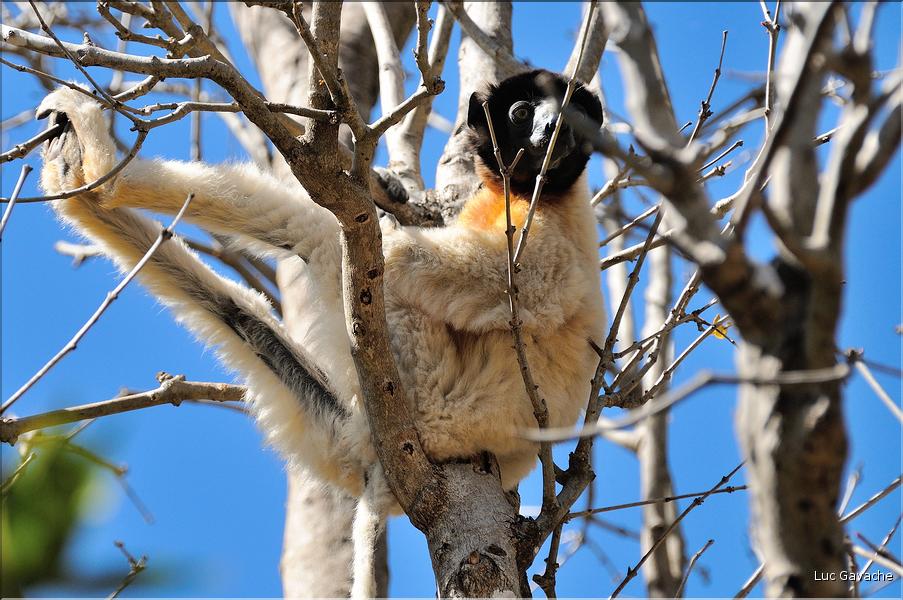 Le sifaka couronné (propithèque) au lémur's park. (6)