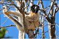 Le sifaka couronné (propithèque) au lémur's park. (6)