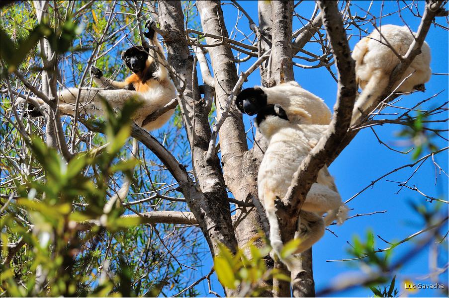 Le sifaka couronné (propithèque) au lémur's park. (7)