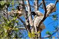 Le sifaka couronné (propithèque) au lémur's park. (7)