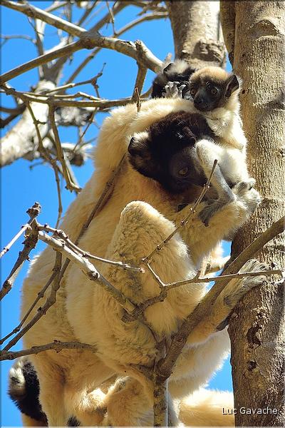 Le sifaka couronné (propithèque) au lémur's park. (8)