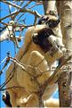 Le sifaka couronné (propithèque) au lémur's park. (8)
