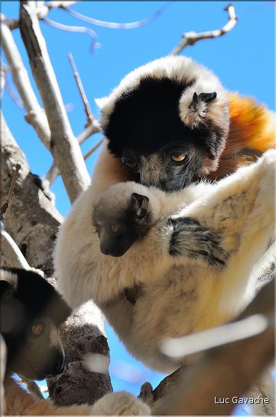 Le sifaka couronné (propithèque) au lémur's park. (9)