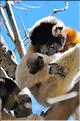 Le sifaka couronné (propithèque) au lémur's park. (9)
