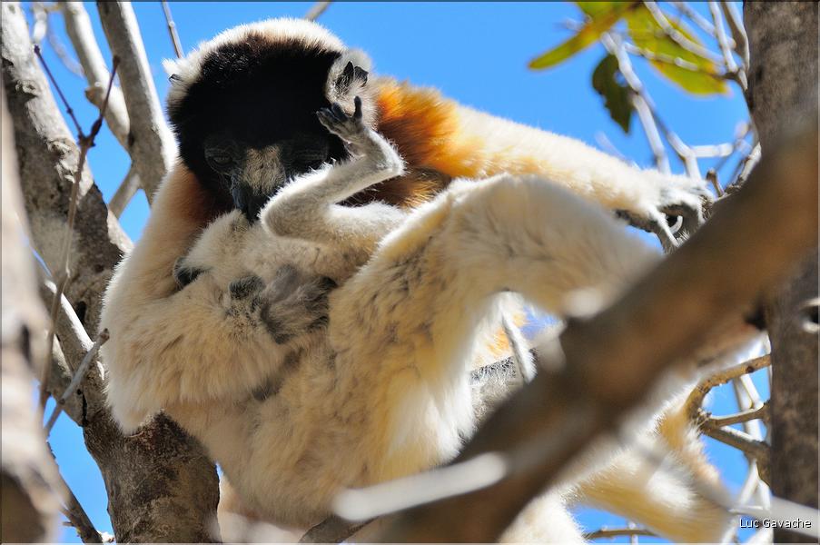 Le sifaka couronné (propithèque) au lémur's park. (10)