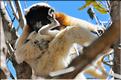 Le sifaka couronné (propithèque) au lémur's park. (10)