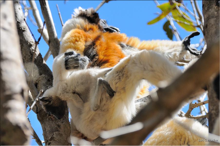 Le sifaka couronné (propithèque) au lémur's park. (11)