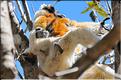 Le sifaka couronné (propithèque) au lémur's park. (11)