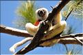 Le sifaka de coquerel (propithèque) au lémur's park. (1)