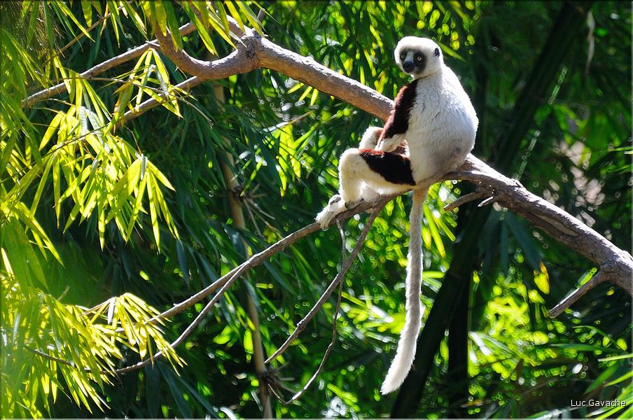 Le sifaka de coquerel (propithèque) au lémur's park. (2)