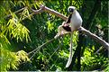 Le sifaka de coquerel (propithèque) au lémur's park. (2)
