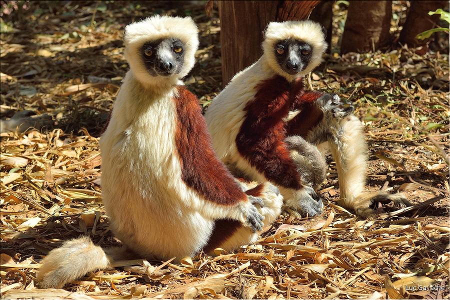 Le sifaka de coquerel (propithèque) au lémur's park. (3)