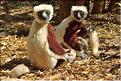 Le sifaka de coquerel (propithèque) au lémur's park. (3)