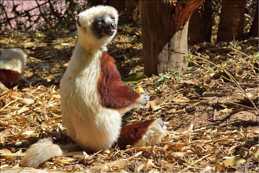 Le sifaka de coquerel (propithèque) au lémur's park. (4)