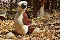 Le sifaka de coquerel (propithèque) au lémur's park. (4)
