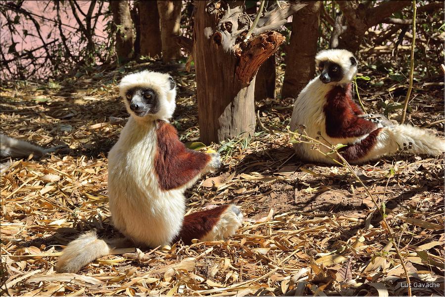 Le sifaka de coquerel (propithèque) au lémur's park. (5)