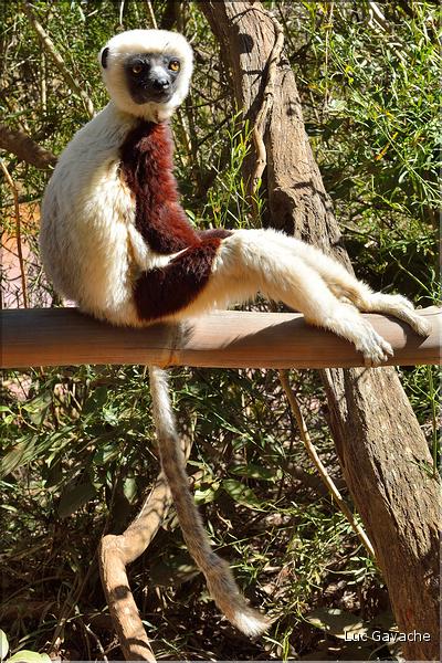Le sifaka de coquerel (propithèque) au lémur's park. (6)