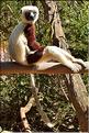 Le sifaka de coquerel (propithèque) au lémur's park. (6)