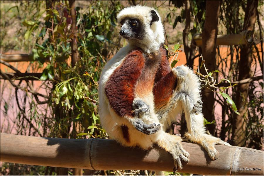 Le sifaka de coquerel (propithèque) au lémur's park. (7)