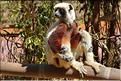 Le sifaka de coquerel (propithèque) au lémur's park. (7)
