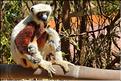 Le sifaka de coquerel (propithèque) au lémur's park. (8)