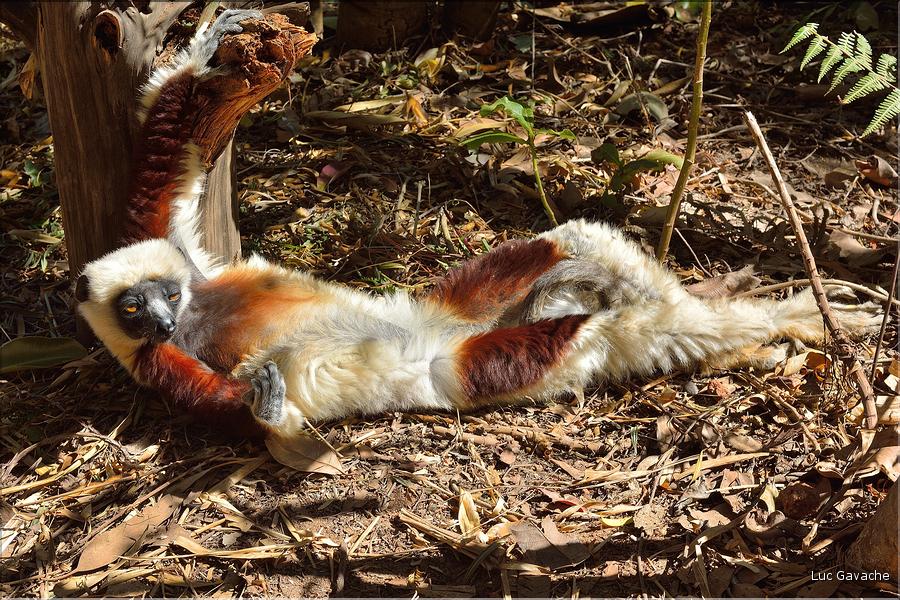 Le sifaka de coquerel (propithèque) au lémur's park. (9)