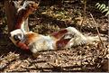 Le sifaka de coquerel (propithèque) au lémur's park. (9)