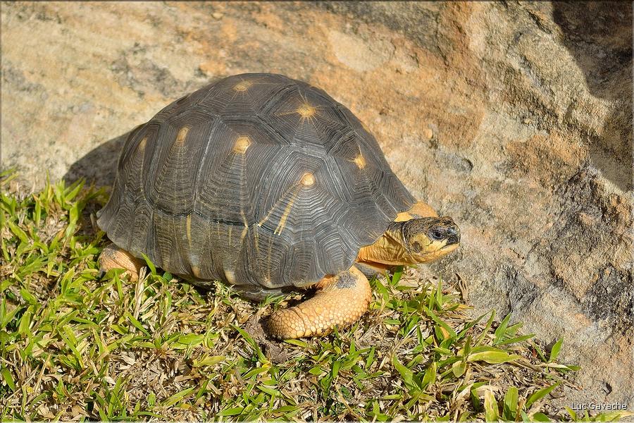 La magnifique tortue étoilée de Madagascar. (1)