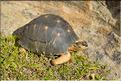 La magnifique tortue étoilée de Madagascar. (1)