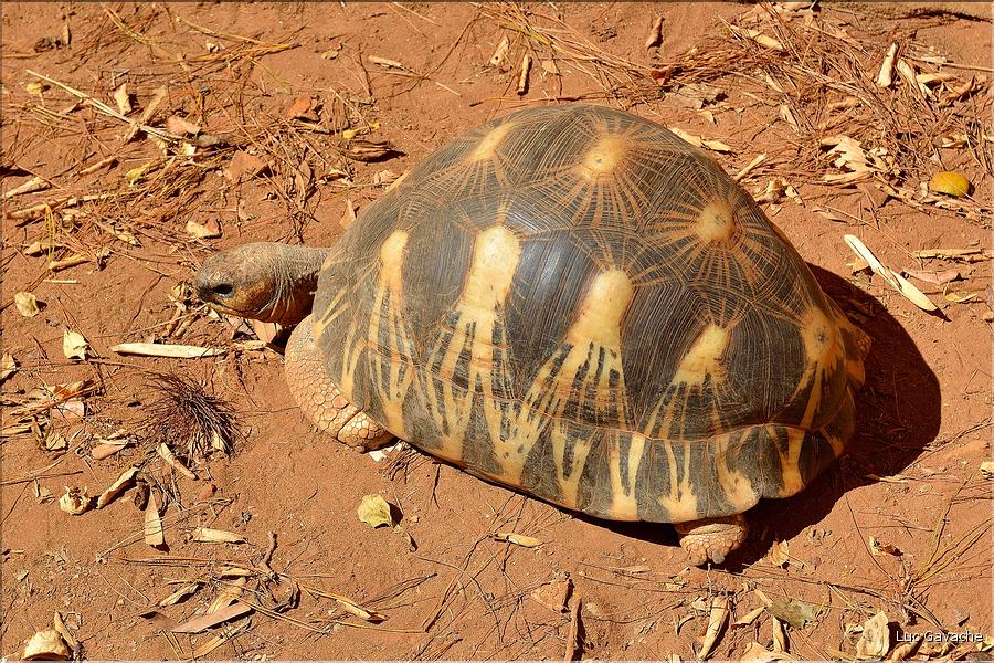 La magnifique tortue étoilée de Madagascar. (2)