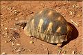 La magnifique tortue étoilée de Madagascar. (2)